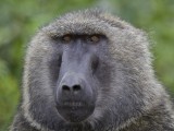 Olive Baboon