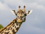 Masai Giraffe