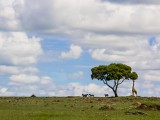 Masai Giraffe & Zebra