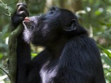 Chimpanzee Tracking