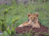 Lion Cub