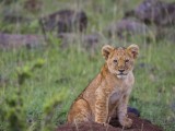 Lion Cub