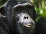 Chimpanzee Tracking