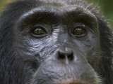 Chimpanzee Tracking