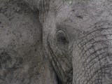 Elephants