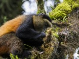 Golden Monkey Trek