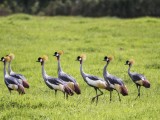 Grey Crowned Crane