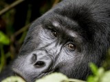 Gorilla Tracking