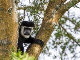 Black & White Colobus Monkey