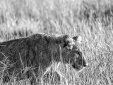 Lion Cubs with Mother