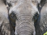 African Elephant