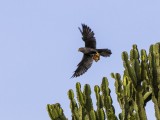 Grey Kestrel with a Bat Kill