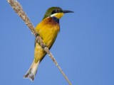 Blue-breasted Bee-Eater