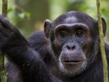 Chimp Habituation