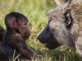 Greeting Mother with Love… Olive Baboon Baby kisses mom's nose