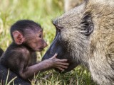 Greeting Mother with Love… Olive Baboon Baby kisses mom's nose