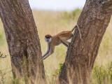 Patas Monkey