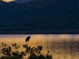 Sunset over Lake Mburo with Afircan Fish Eagle