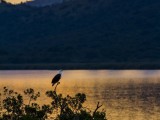 Sunset over Lake Mburo with Afircan Fish Eagle