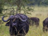 Africa Buffalo with Yelllow-bIlled Oxpecker