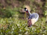 Grey Crowned Crane