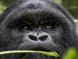 Mountain Gorilla