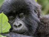 Mountain Gorilla