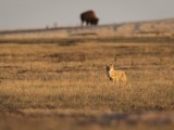 Coyote and Buffalo in the Badlands of South Dakota