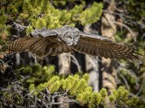 Great Grey Owl in Yellowstone National Park
