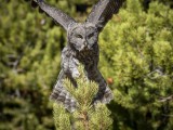 Great Grey Owl in Yellowstone National Park