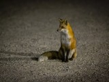 WildWeRed Fox near Yellowstone National Parkst2020-12