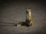 Red Fox near Yellowstone National Park