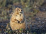 Prairie Dog in Badlands National Park South Dakota