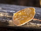 Frosted Aspen Leaves near Grand Teton