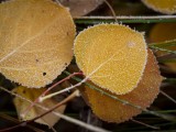 Frosted Aspen Leaves near Grand Teton