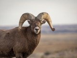 Big Horn Sheep in Badlands National Park South Dakota