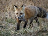Red Fox near Yellowstone National Park