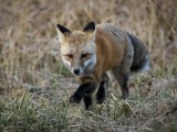 Red Fox near Yellowstone National Park