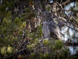 Great Grey Owl in Yellowstone National Park