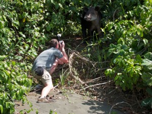 Baird's Tapir - Corcovado National Park - Costa Rica