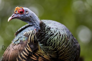 Ocellated Turkey at Calakmul Ruins