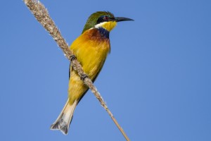 Blue-breasted Bee-Eater