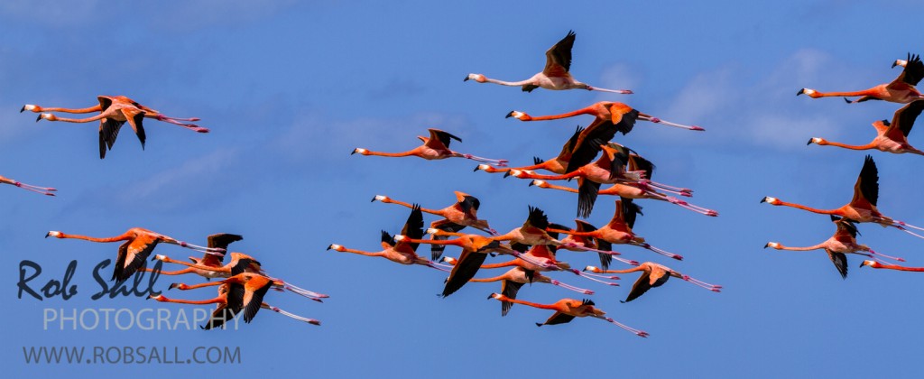 American Greater Flamingo