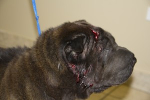 The entire side of her face was torn loose after an accidental crossing with another dog at animal control.